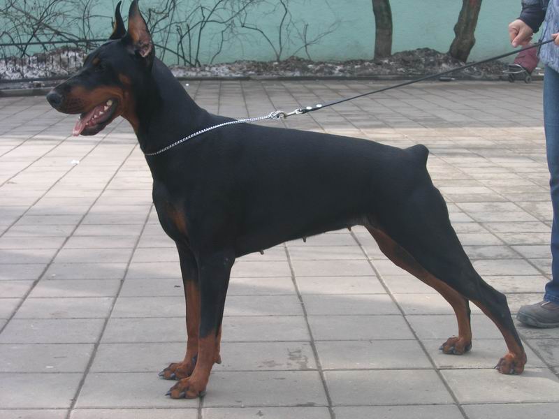 Gorgippia Premiera | Black Doberman Pinscher