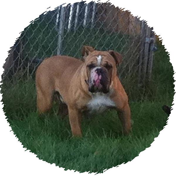 Royal Bulldog's Zeus | Olde English Bulldogge 