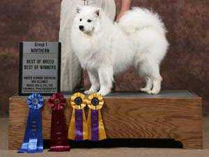 Eskyblue Ole' Ole' | American Eskimo Dog 