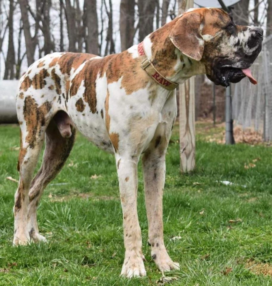 Hidden Acres Saban Der Grobe Of SLD | Great Dane 