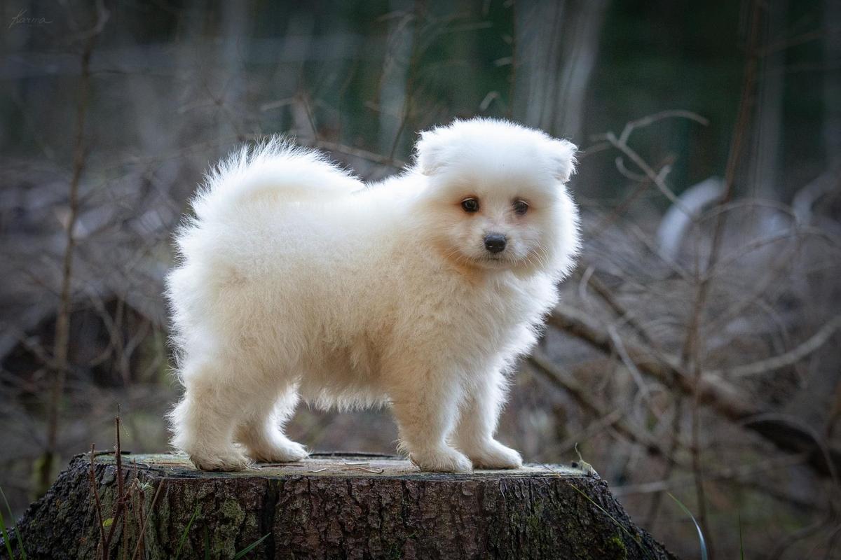 Penktas Elementas Invented by Copernicus | Samoyed 