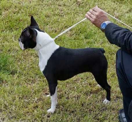 Whisky Jantarowa Chata | Boston Terrier 