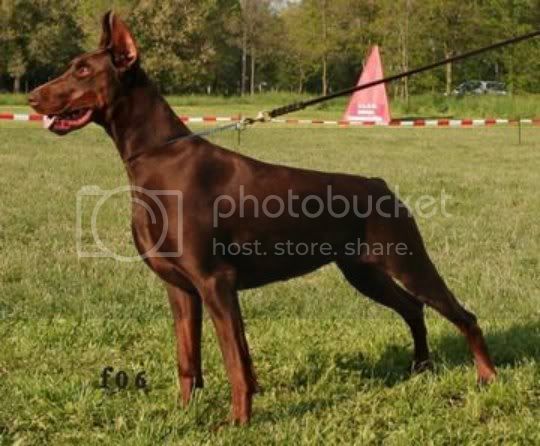 Leona Lea el Valaho | Brown Doberman Pinscher