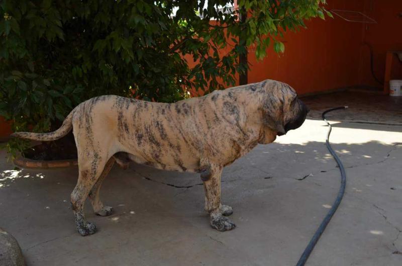 Maroto do BR Tabayara | Fila Brasileiro 