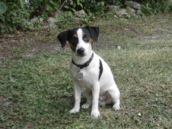 SHJ Lucky | Jack Russell Terrier 