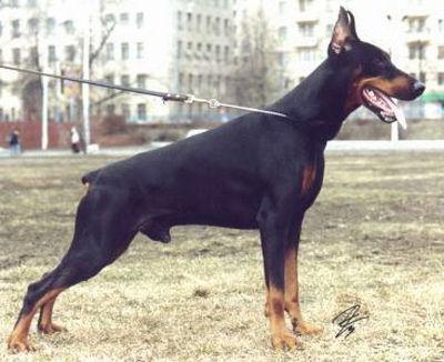 Loran iz Zoosfery | Black Doberman Pinscher