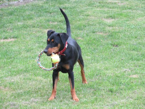 CHIWA vom Rittmeister | German Pinscher 