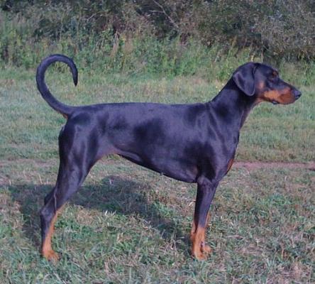 Fara v. Larimar | Black Doberman Pinscher