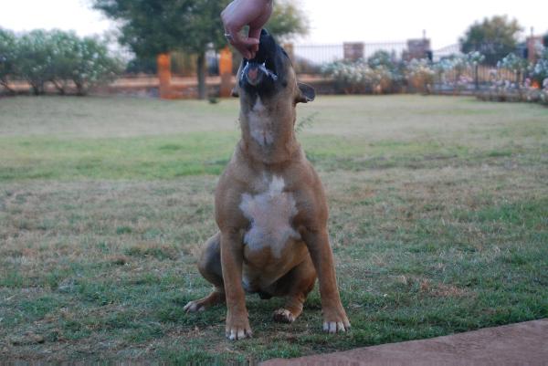 Brown girl | Bull Terrier 