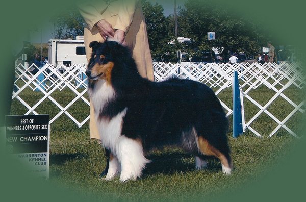 Westwood Silhouette | Rough Collie 