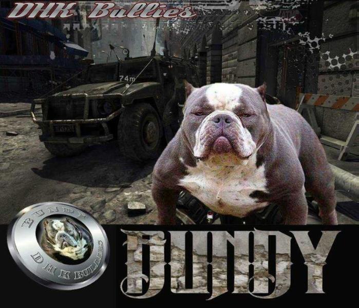 DHK's Bundy(Pocket AmericanBully) | American Staffordshire Terrier 