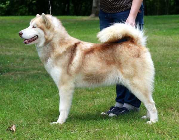 Zagadka Sibiry Yummy Cake | Alaskan Malamute 