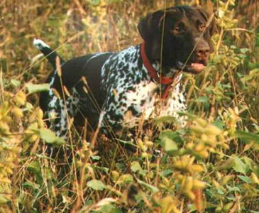 Othon de la Haille au Loup | German Shorthaired Pointer 