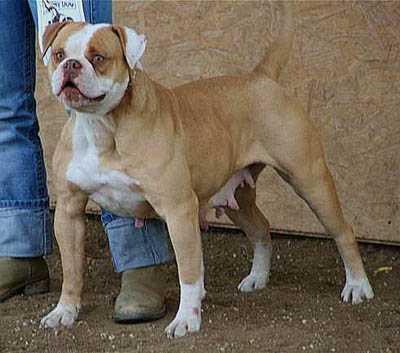 MegaBull's Too Hot | Olde English Bulldogge 