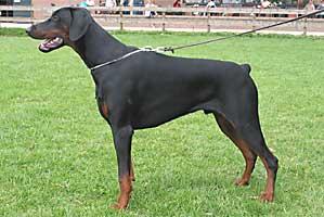 Graaf Lovar v. Neerlands Stam | Black Doberman Pinscher