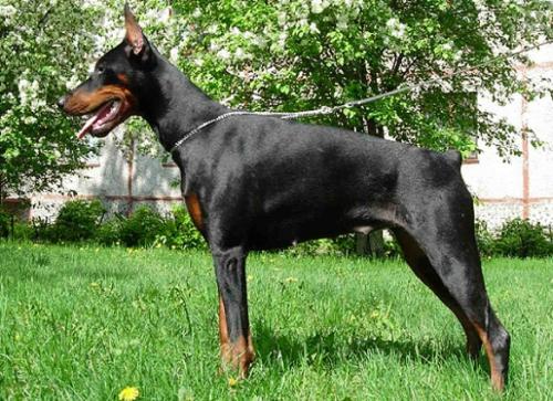 Sergius-Aleksandrija Zeni | Black Doberman Pinscher