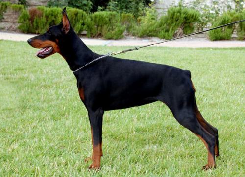 Ivrea dei Due Intenti | Black Doberman Pinscher