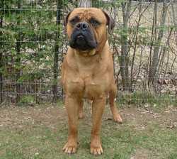 Green Dragon Aramis | Bullmastiff 