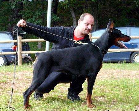 Itaca dei Due  Intenti | Black Doberman Pinscher