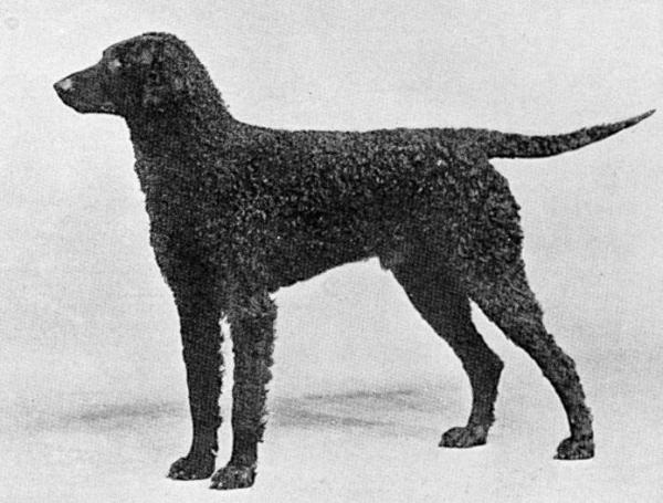 Penwortham Protector | Curly Coated Retriever 