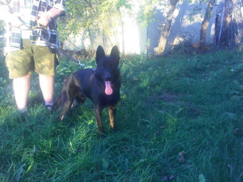 Sergeant von der Gauss | German Shepherd Dog 