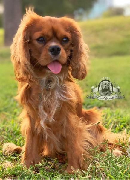 Faberge Von Starburg | Cavalier King Charles Spaniel 