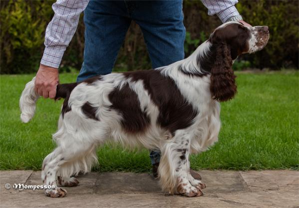 Mompesson Blinking Eck | English Springer Spaniel 