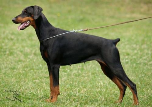 Corleona Lady di Brittasgang | Black Doberman Pinscher