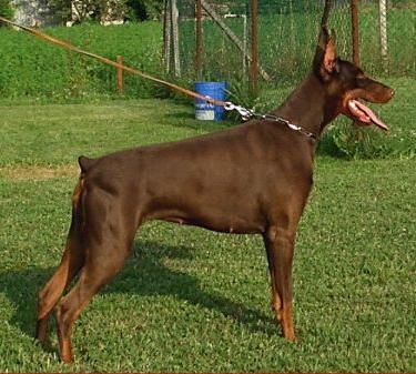 Esia di Villa Conte | Brown Doberman Pinscher