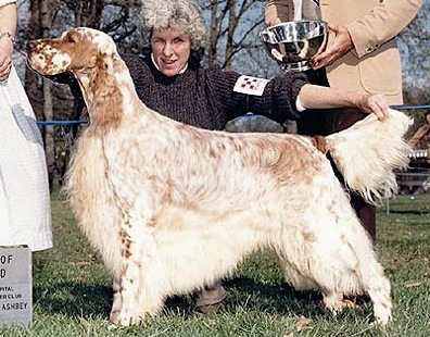 Gonna Wanna Win | English Setter 