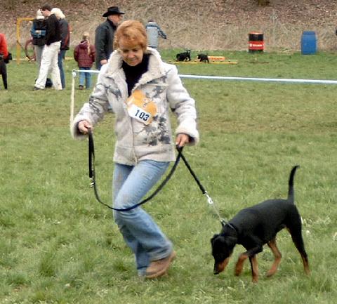 Duffyco's KARISS | German Pinscher 