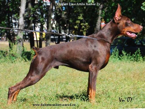 Elegant Line Attila Amber | Brown Doberman Pinscher