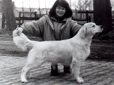 Sasquehanna Slomka | Golden Retriever 