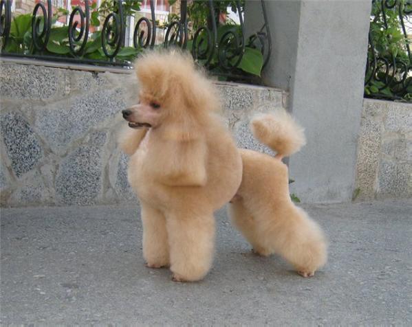 Miracle Miss Aleksandra | Poodle 