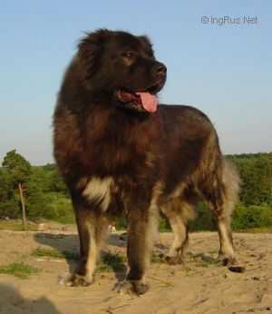 HOSPODAR DEMON UNZA | Caucasian Mountain Dog 