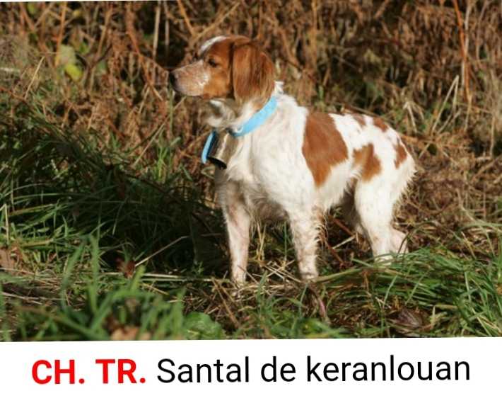 SANTAL de Keranlouan | Brittany 