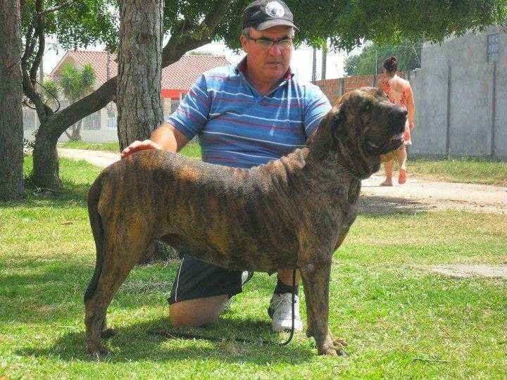 Quely do Pampeano do Inga | Fila Brasileiro 