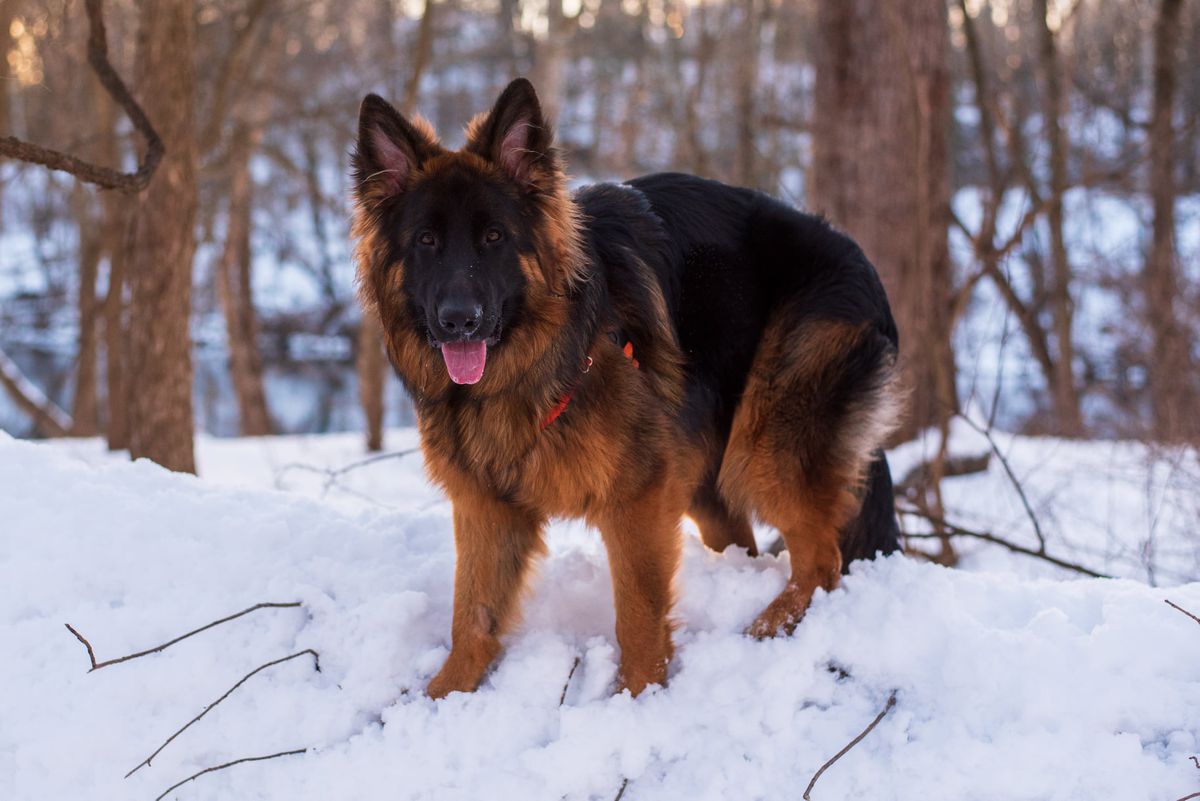 Legend von den Bären | German Shepherd Dog 