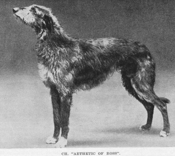 Aethetic of Ross | Scottish Deerhound 