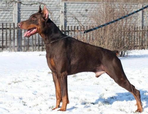 Elegant Line Ambassador | Brown Doberman Pinscher