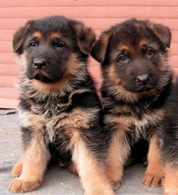 Quedo vom Demina Hof | German Shepherd Dog 