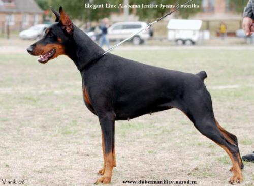 Elegant Line Alabama Jennifer | Black Doberman Pinscher
