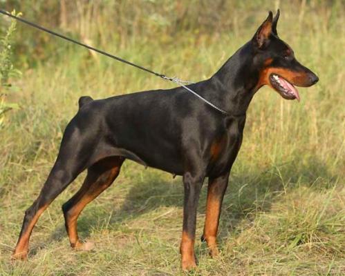 Elegant Line Belinda | Black Doberman Pinscher