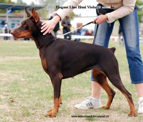 Elegant Line Ermi Viola | Brown Doberman Pinscher