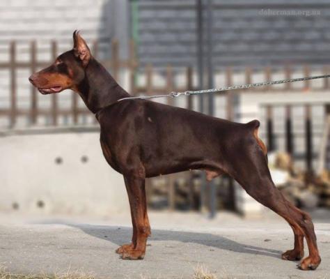 Elegant Line Fenix | Brown Doberman Pinscher