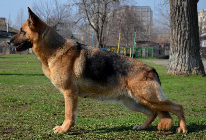 ?i??? iz Shkoly Gayduka | German Shepherd Dog 