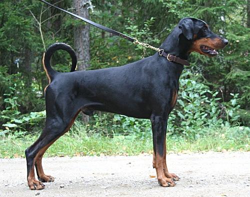 Little League's Escudo | Black Doberman Pinscher