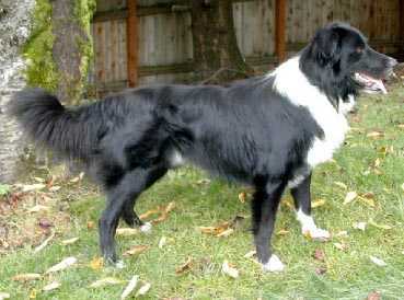 Porter's Cryus Jim | English Shepherd 