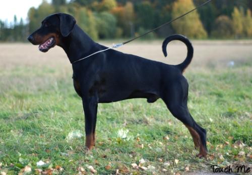 Little League's Sambuca | Black Doberman Pinscher