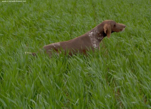 Sun du Clos des Morandes | German Shorthaired Pointer 